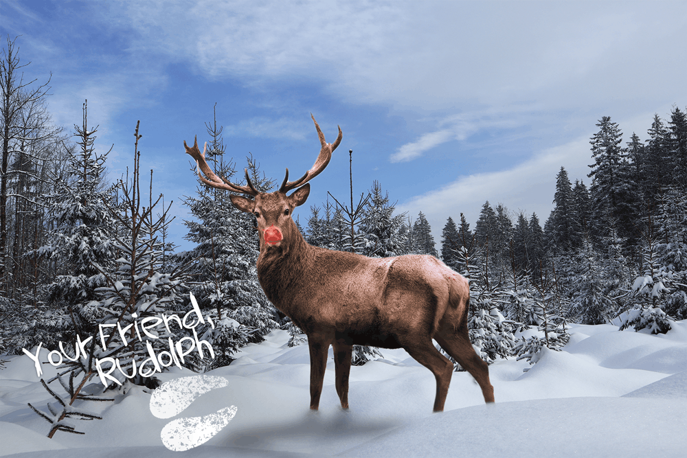 Deer-Rudolph-Image-Design-(1)